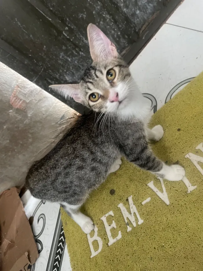 Gato raça SRD-ViraLata idade 2 a 6 meses nome Safira