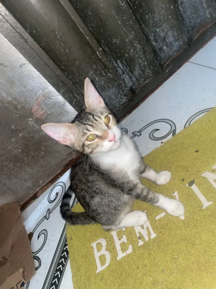 Gato raça SRD-ViraLata idade 2 a 6 meses nome Safira