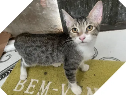 Gato raça SRD-ViraLata idade 2 a 6 meses nome Safira