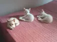 Os gatinhos ainda não tem nome.