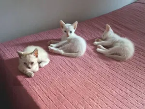 Gato raça SRD-ViraLata idade 2 a 6 meses nome Os gatinhos ainda não tem nome.