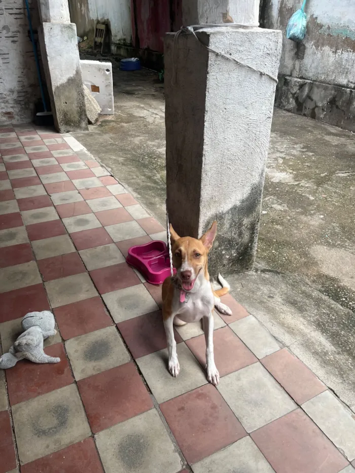 Cachorro raça SRD-ViraLata idade 2 a 6 meses nome Luna