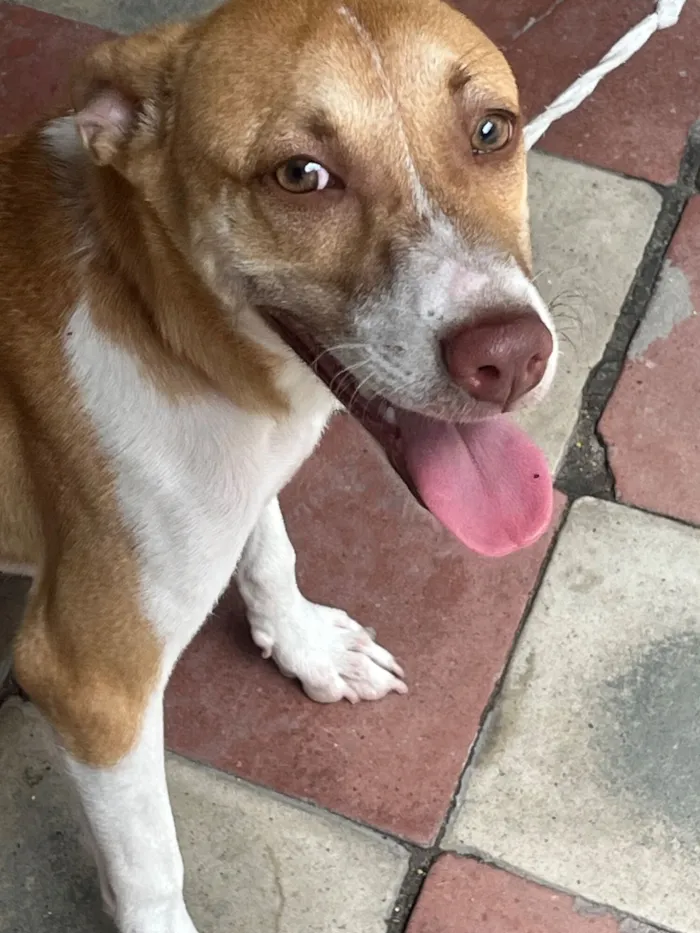 Cachorro raça SRD-ViraLata idade 2 a 6 meses nome Luna