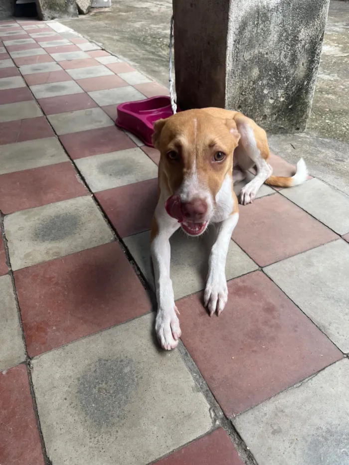 Cachorro raça SRD-ViraLata idade 2 a 6 meses nome Luna