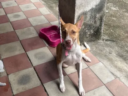 Cachorro raça SRD-ViraLata idade 2 a 6 meses nome Luna