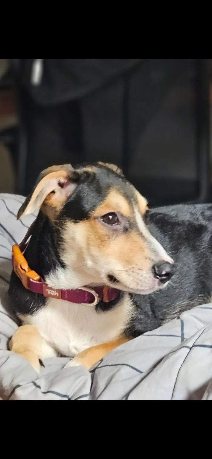 Cachorro raça SRD-ViraLata idade 2 a 6 meses nome Jurandir