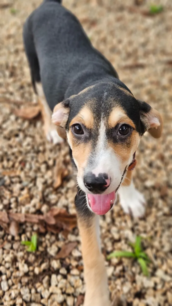 Cachorro raça SRD-ViraLata idade 2 a 6 meses nome Jurandir