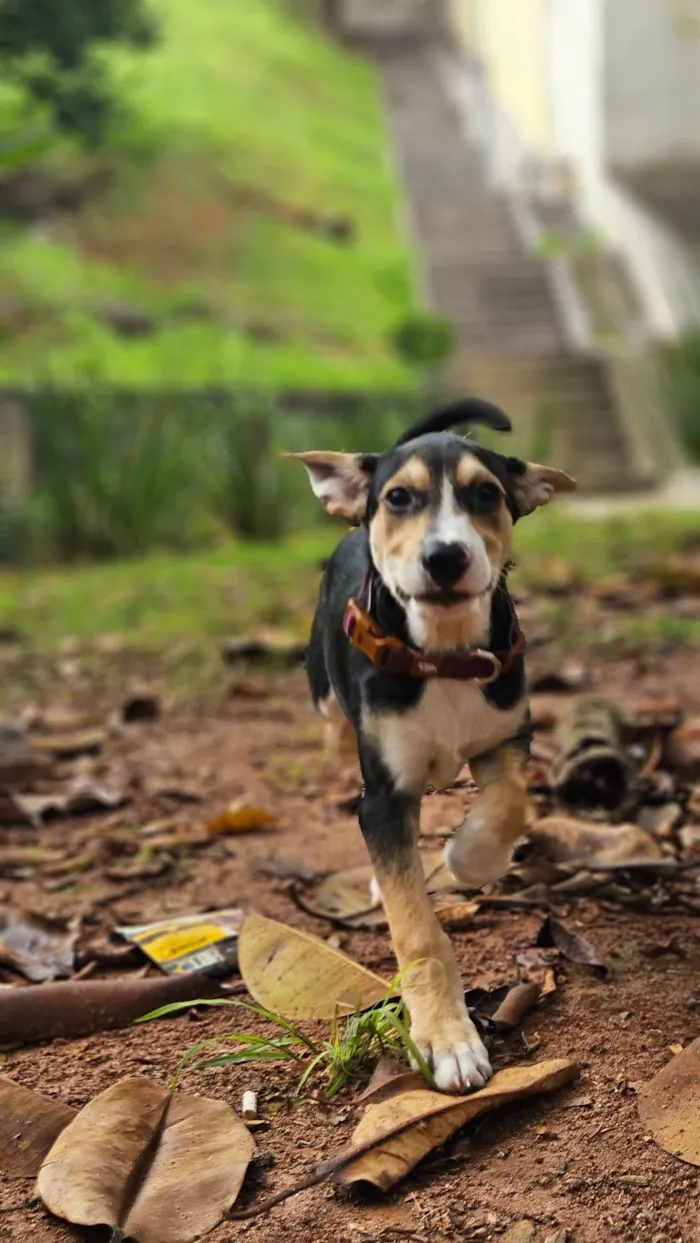 Cachorro raça SRD-ViraLata idade 2 a 6 meses nome Jurandir