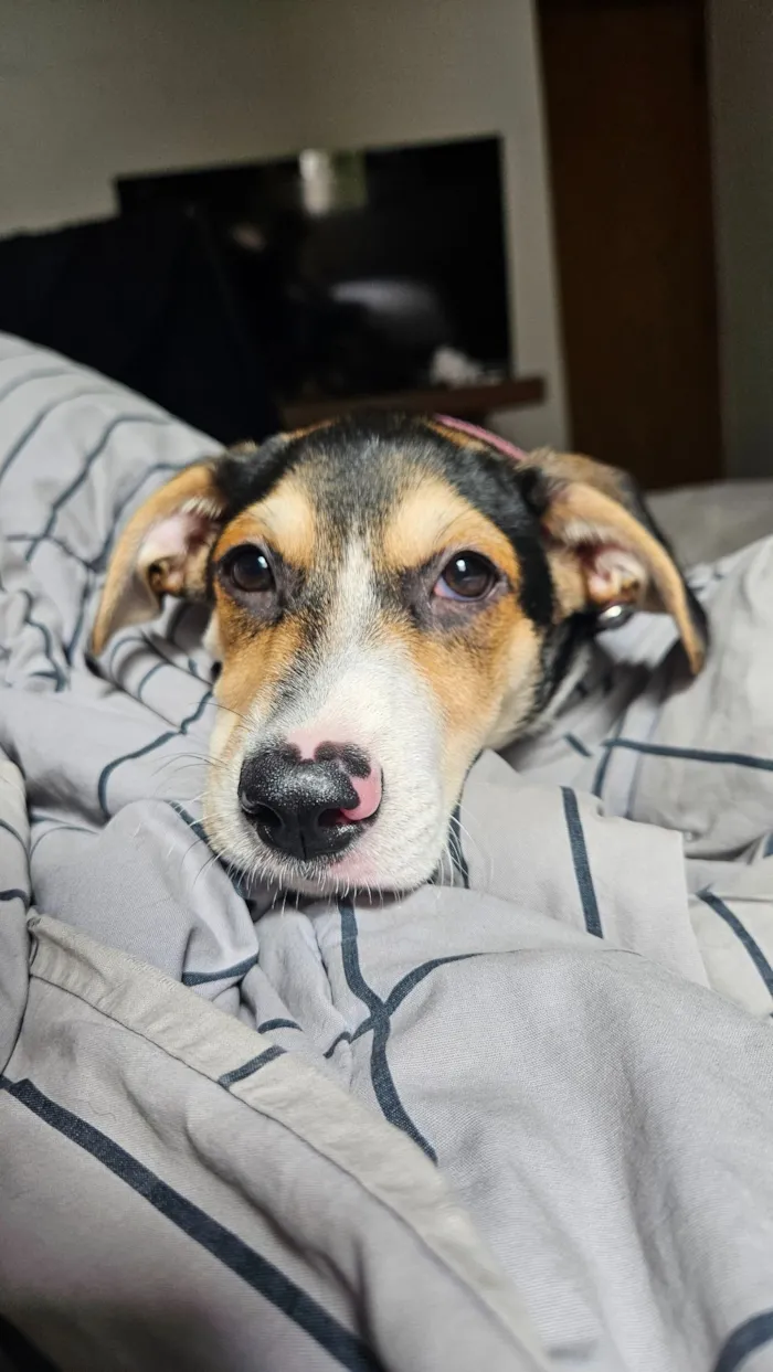 Cachorro raça SRD-ViraLata idade 2 a 6 meses nome Jurandir