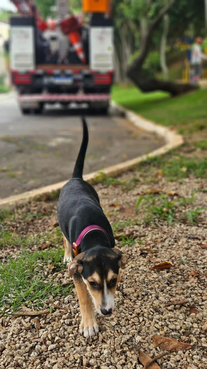 Cachorro raça SRD-ViraLata idade 2 a 6 meses nome Jurandir