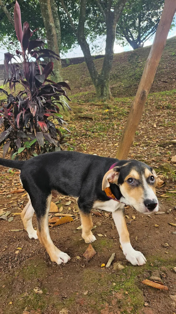 Cachorro raça SRD-ViraLata idade 2 a 6 meses nome Jurandir