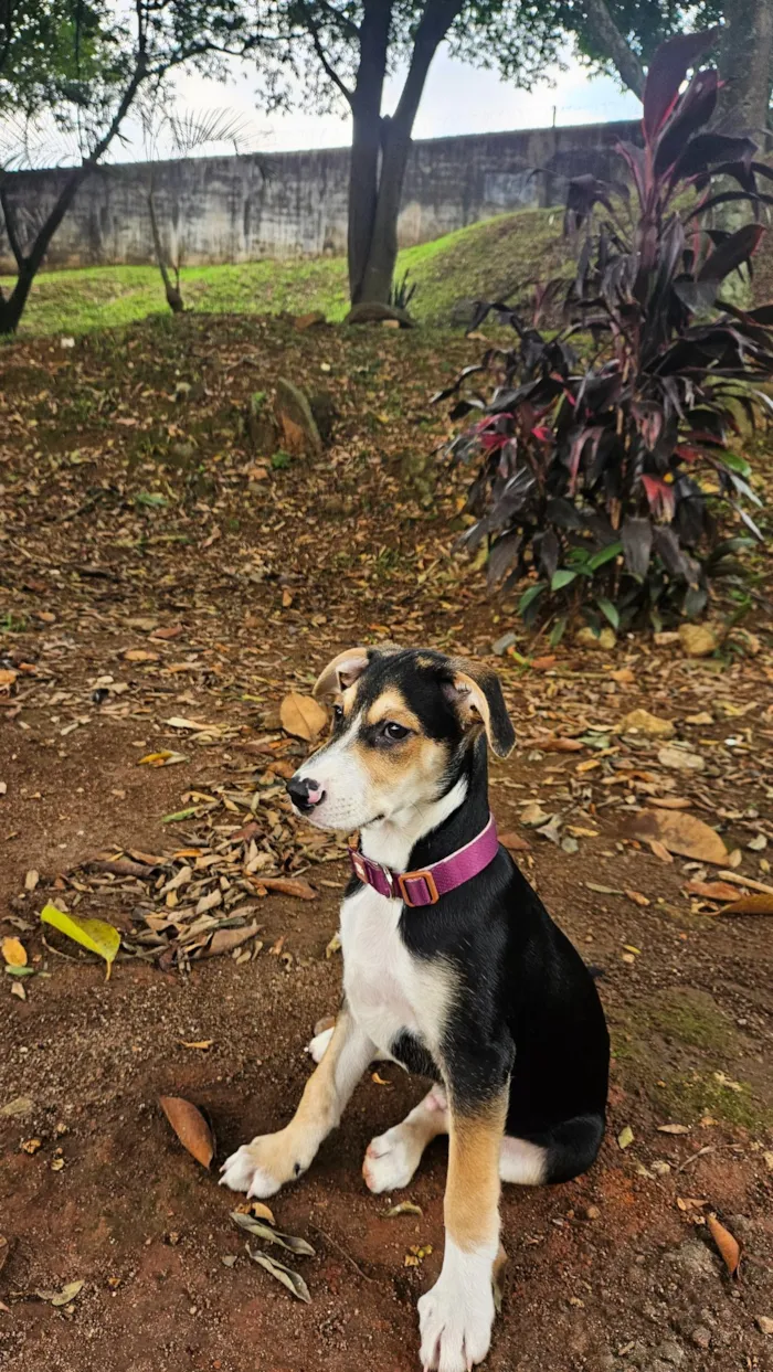 Cachorro raça SRD-ViraLata idade 2 a 6 meses nome Jurandir