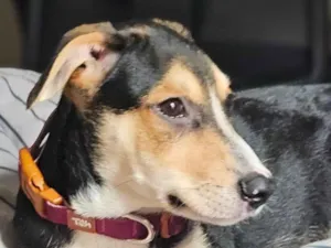 Cachorro raça SRD-ViraLata idade 2 a 6 meses nome Jurandir