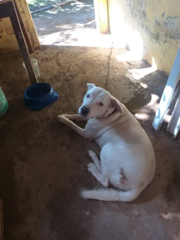 Cachorro raça SRD-ViraLata idade 3 anos nome branquinho 