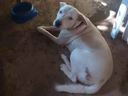 Cachorro raça SRD-ViraLata idade 3 anos nome branquinho 