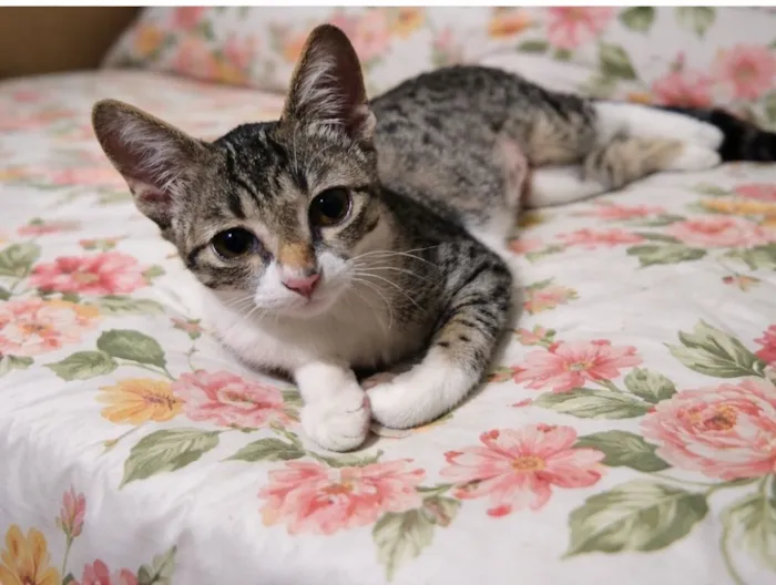 Gato raça SRD-ViraLata idade 2 a 6 meses nome Penélope 