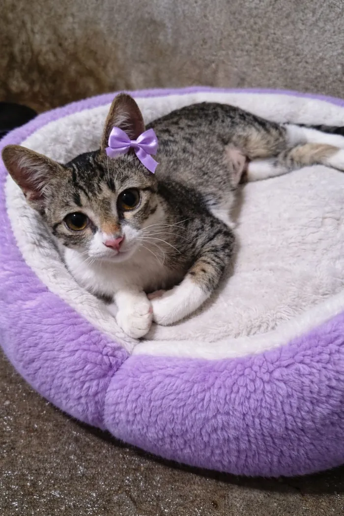 Gato raça SRD-ViraLata idade 2 a 6 meses nome Penélope 