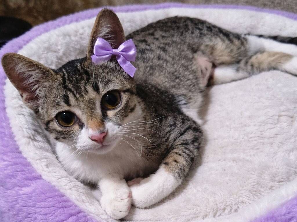 Penélope  - São Paulo