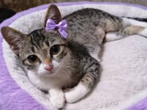 Gato raça SRD-ViraLata idade 2 a 6 meses nome Penélope 