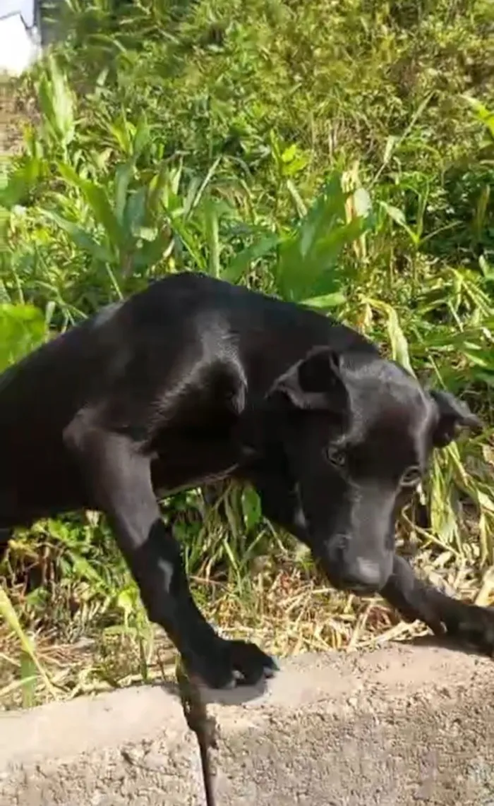 Cachorro raça SRD-ViraLata idade 2 a 6 meses nome Aurora