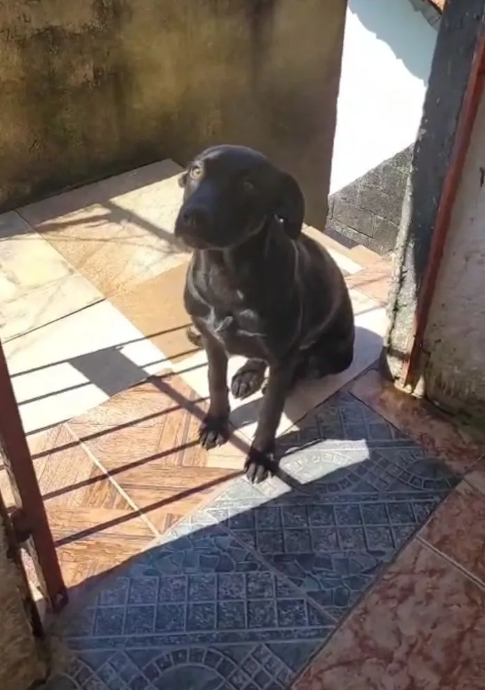 Cachorro raça SRD-ViraLata idade 2 a 6 meses nome Aurora