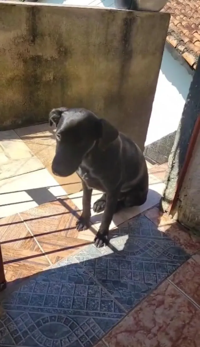 Cachorro raça SRD-ViraLata idade 2 a 6 meses nome Aurora