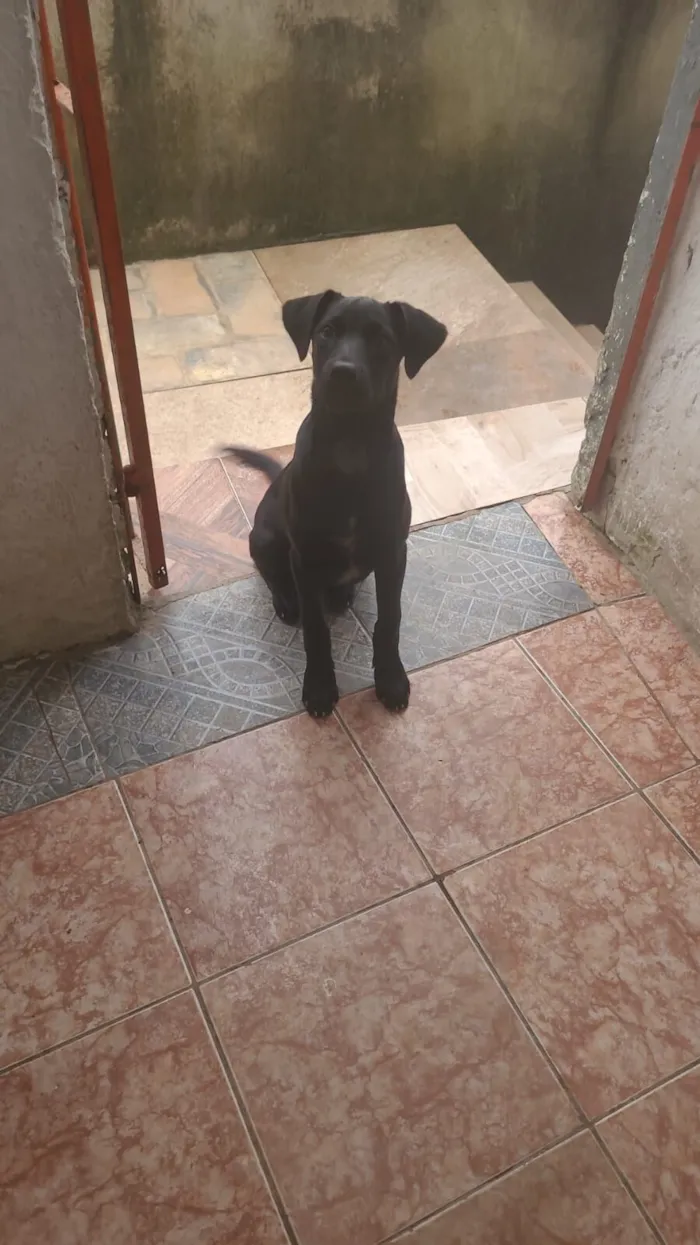 Cachorro raça SRD-ViraLata idade 2 a 6 meses nome Aurora