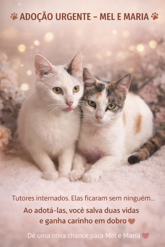 Gato raça SRD-ViraLata idade 2 anos nome Mel, Maria, Simba e Sky