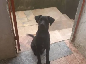 Cachorro raça SRD-ViraLata idade 2 a 6 meses nome Aurora