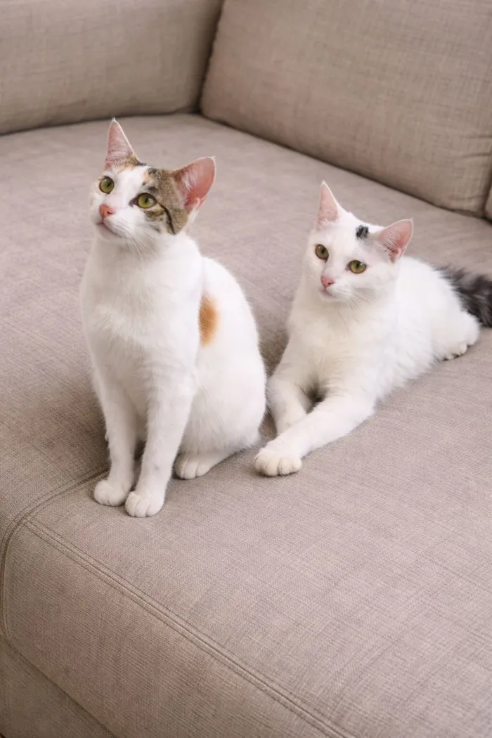 Gato raça SRD-ViraLata idade 2 anos nome Mel, Maria, Simba e Sky