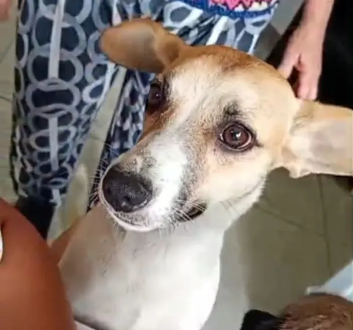 Cachorro raça SRD-ViraLata idade 1 ano nome Aria