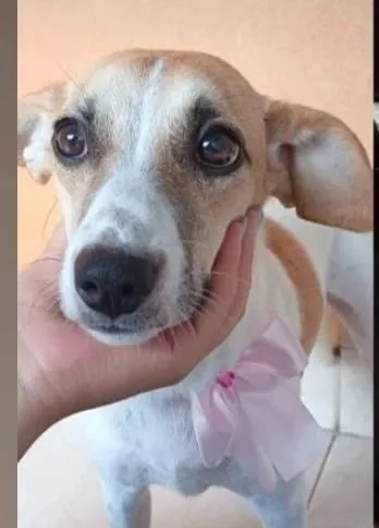 Cachorro raça SRD-ViraLata idade 1 ano nome Aria