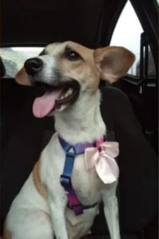 Cachorro raça SRD-ViraLata idade 1 ano nome Aria