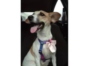 Cachorro raça SRD-ViraLata idade 1 ano nome Aria