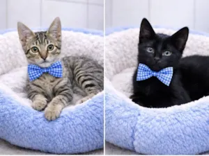 Gato raça SRD-ViraLata idade 2 a 6 meses nome Binx e Fred