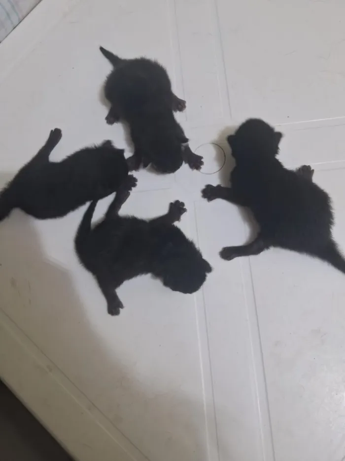 Gato raça SRD-ViraLata idade Abaixo de 2 meses nome Marília Gabriela