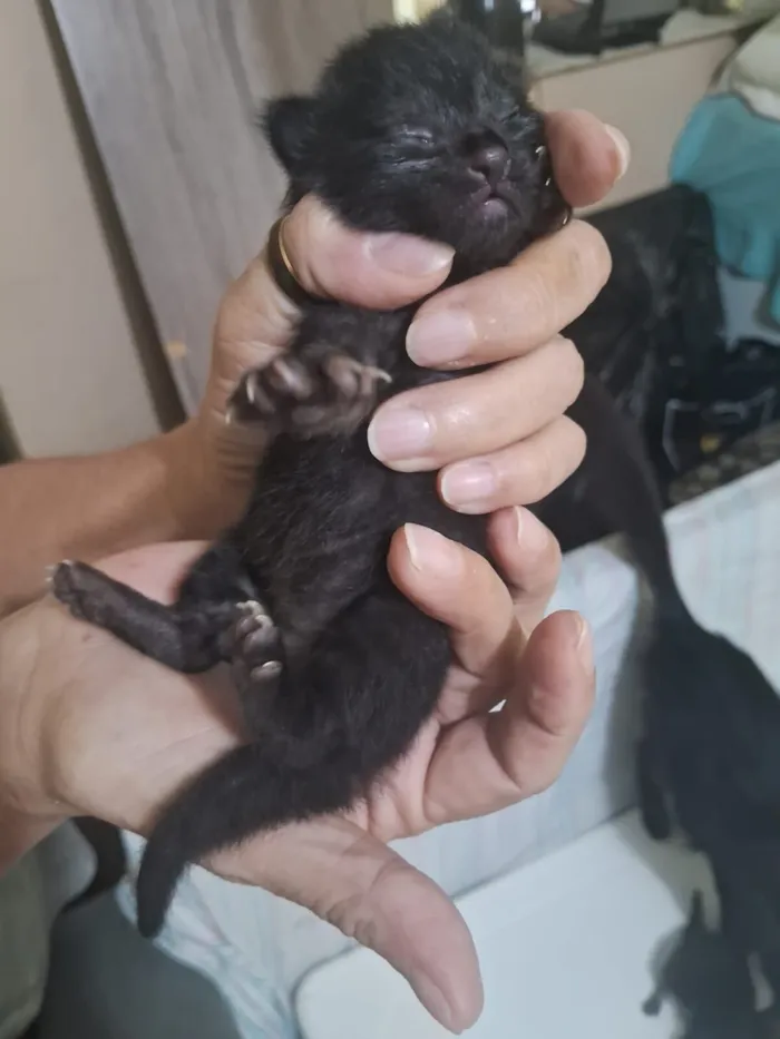 Gato raça SRD-ViraLata idade Abaixo de 2 meses nome Marília Gabriela