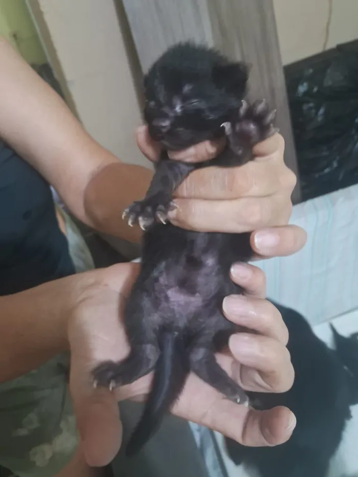 Gato raça SRD-ViraLata idade Abaixo de 2 meses nome Marília Gabriela