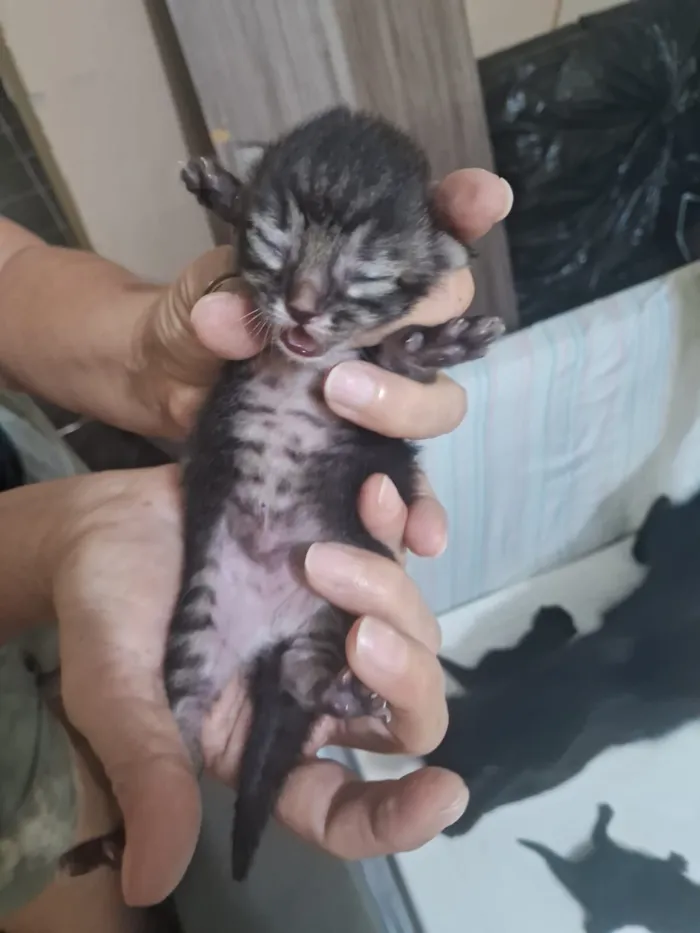 Gato raça SRD-ViraLata idade Abaixo de 2 meses nome Marília Gabriela