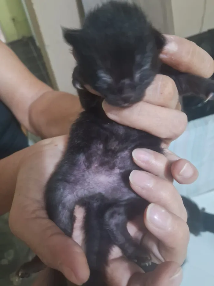 Gato raça SRD-ViraLata idade Abaixo de 2 meses nome Marília Gabriela