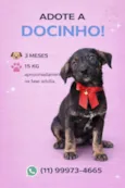 Docinho