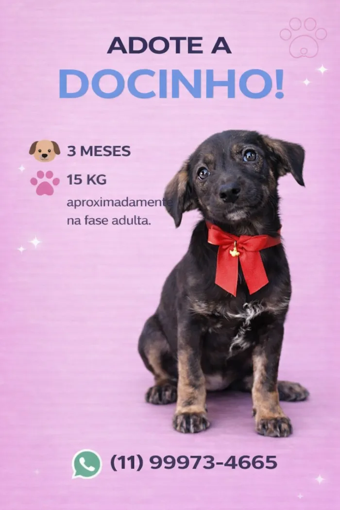 Cachorro raça SRD-ViraLata idade 2 a 6 meses nome Docinho