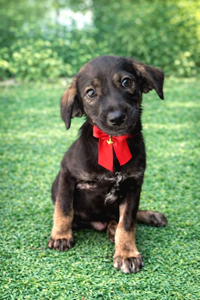 Cachorro raça SRD-ViraLata idade 2 a 6 meses nome Docinho