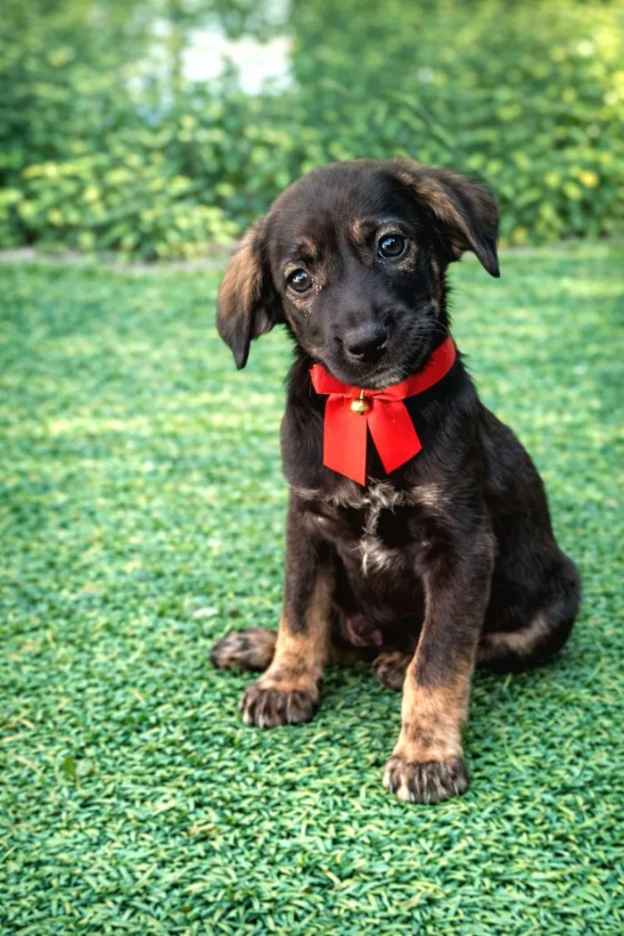 Cachorro raça SRD-ViraLata idade 2 a 6 meses nome Docinho