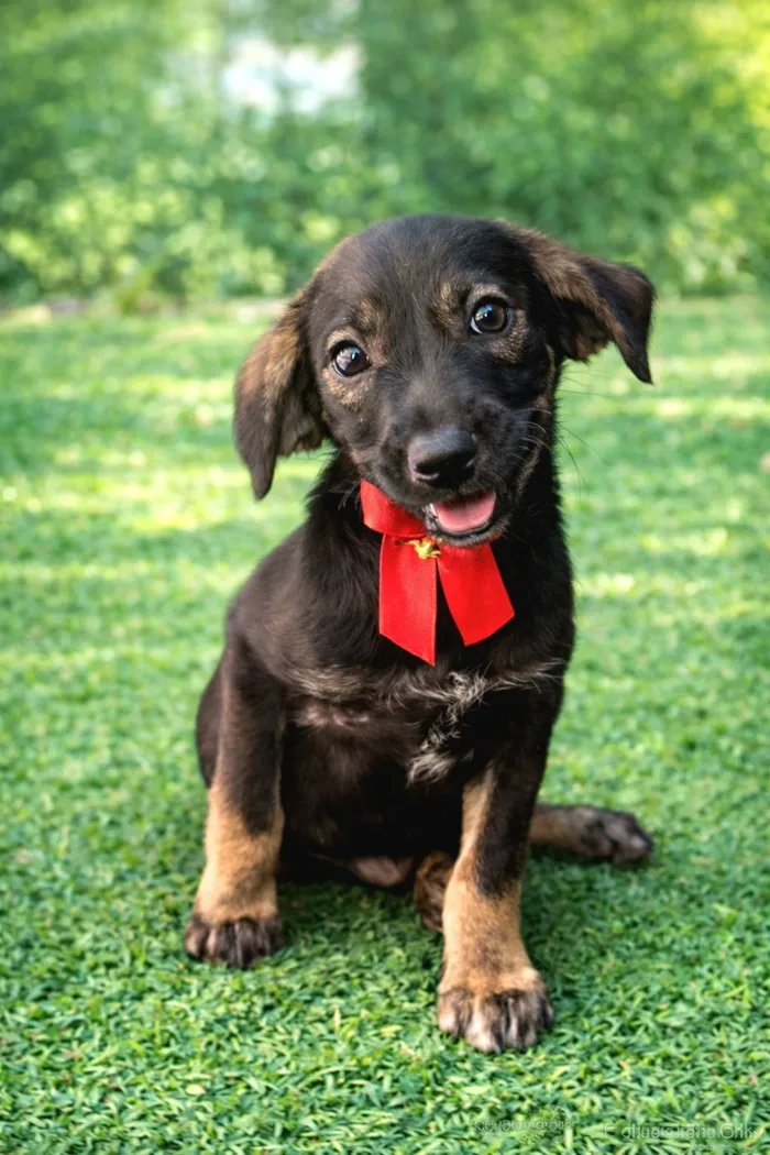 Cachorro raça SRD-ViraLata idade 2 a 6 meses nome Docinho