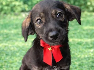 Cachorro raça SRD-ViraLata idade 2 a 6 meses nome Docinho