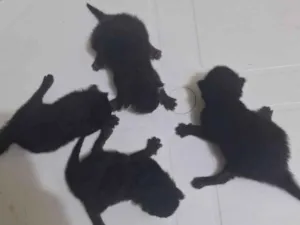 Gato raça SRD-ViraLata idade Abaixo de 2 meses nome Marília Gabriela