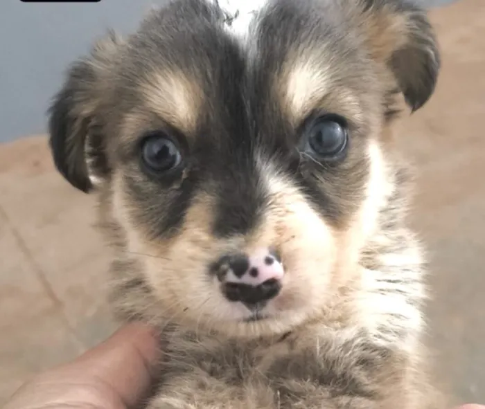 Cachorro raça SRD-ViraLata idade 2 a 6 meses nome Dudu 