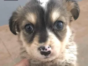 Cachorro raça SRD-ViraLata idade 2 a 6 meses nome Dudu 