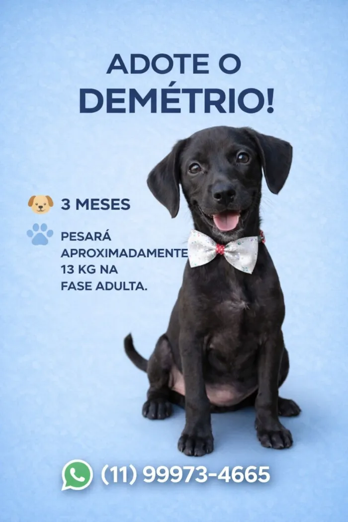 Cachorro raça SRD-ViraLata idade 2 a 6 meses nome Demétrio 